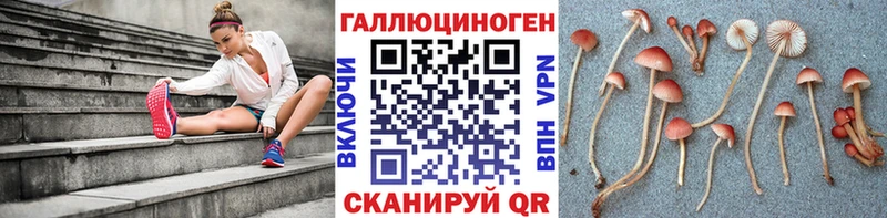 shop наркотические препараты  Макаров  Галлюциногенные грибы Psilocybine cubensis  где купить наркоту  MEGA ONION 